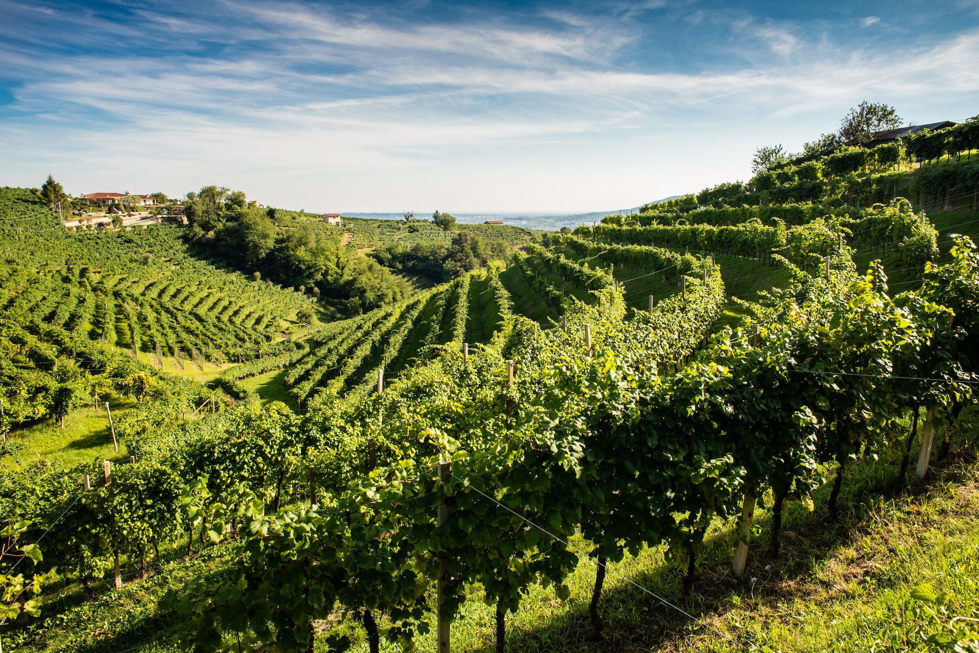 Le colline intorno a Valdobbiadene © mTre