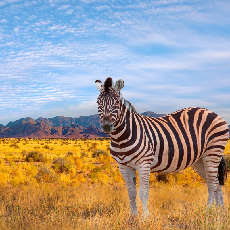 Una zebra nell’Etosha National Park ©muratart/Shutterstock