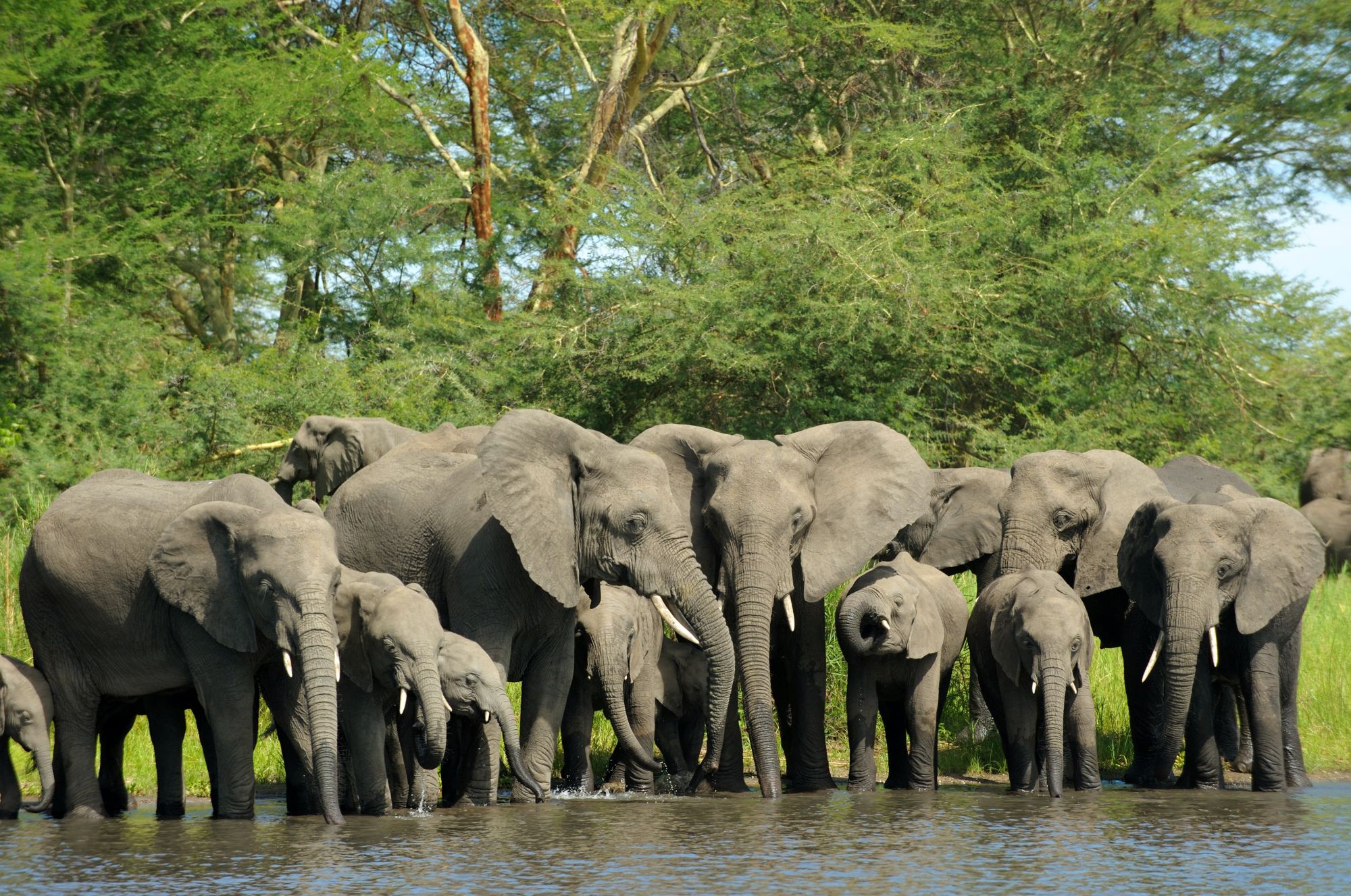 Elefanti, Malawi
