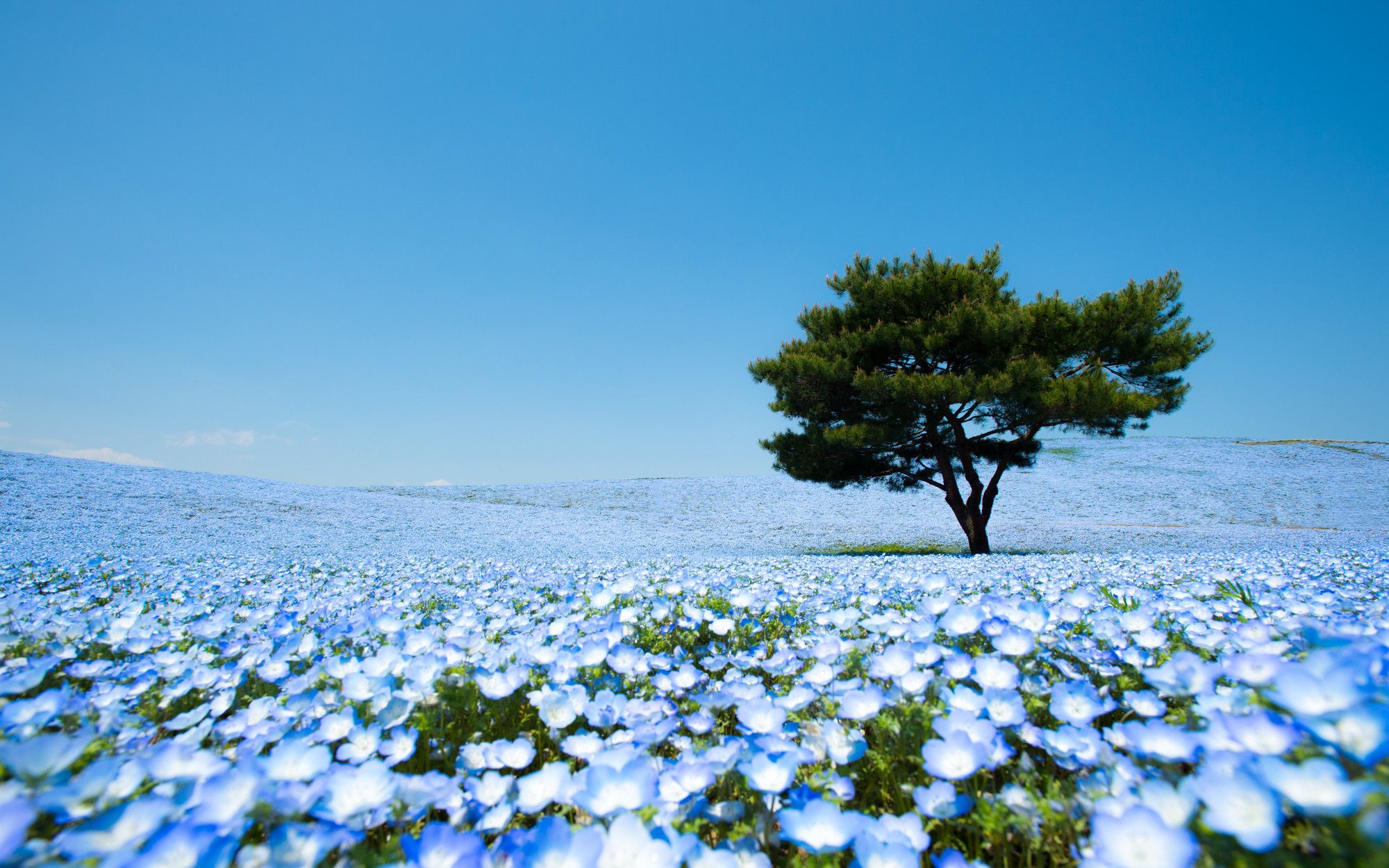 La fioritura dei Nemophila menziesii nell’Hitachi Seaside Park, Giappone ©Teerayut Hiruntaraporn/500px