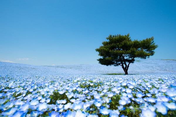 La fioritura dei Nemophila menziesii nell’Hitachi Seaside Park, Giappone ©Teerayut Hiruntaraporn/500px