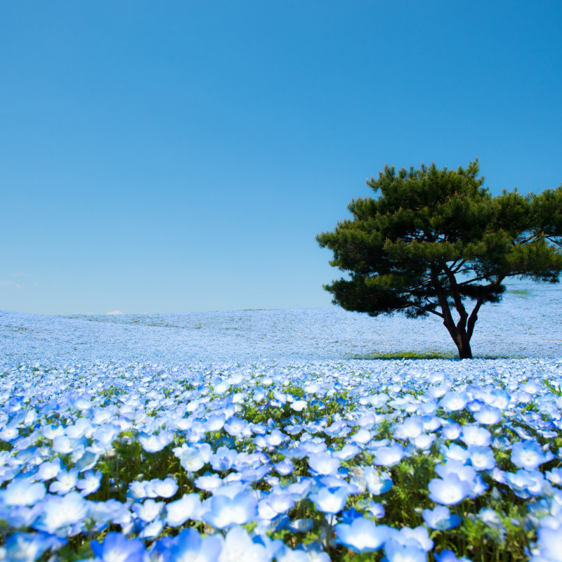 La fioritura dei Nemophila menziesii nell’Hitachi Seaside Park, Giappone ©Teerayut Hiruntaraporn/500px