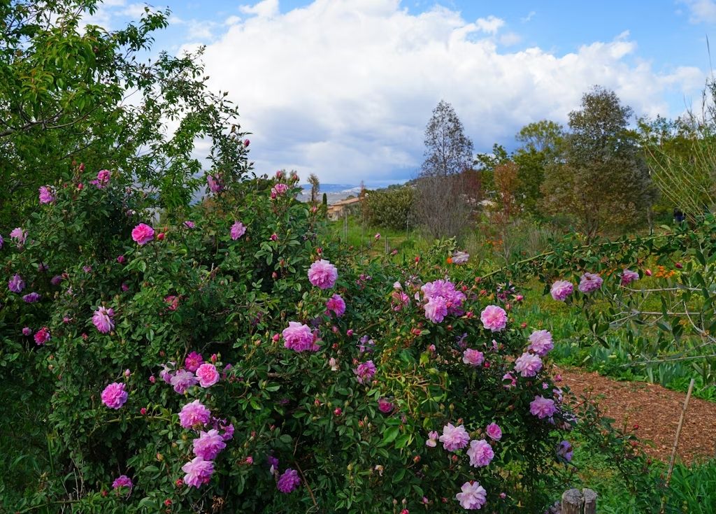 Il profumo delle rose centifolia aleggia nei giardini del Musée International de la Parfumerie. © EQRoy / Shutterstock