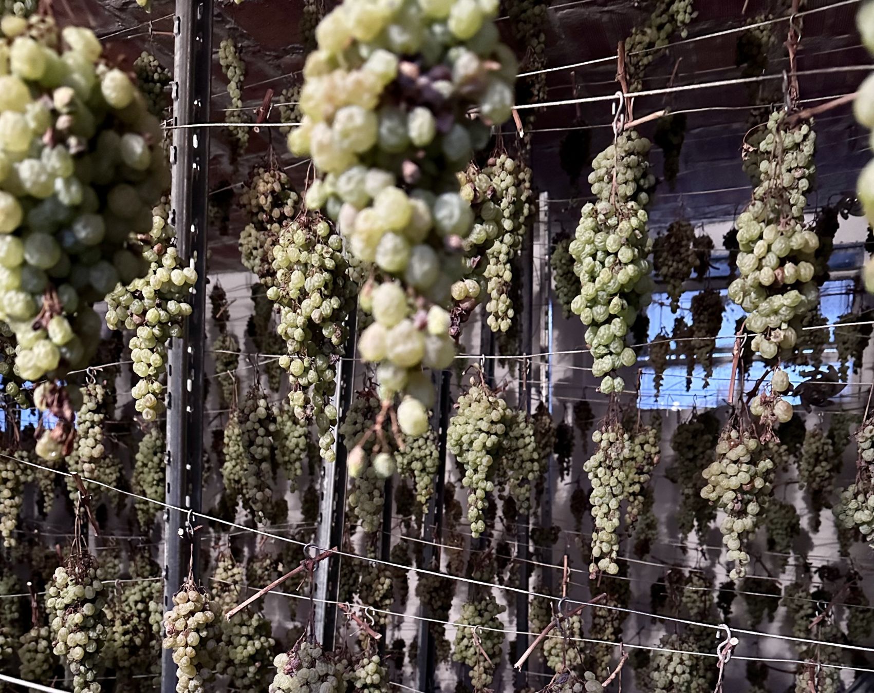 Grappoli nella Confraternita del Prosecco