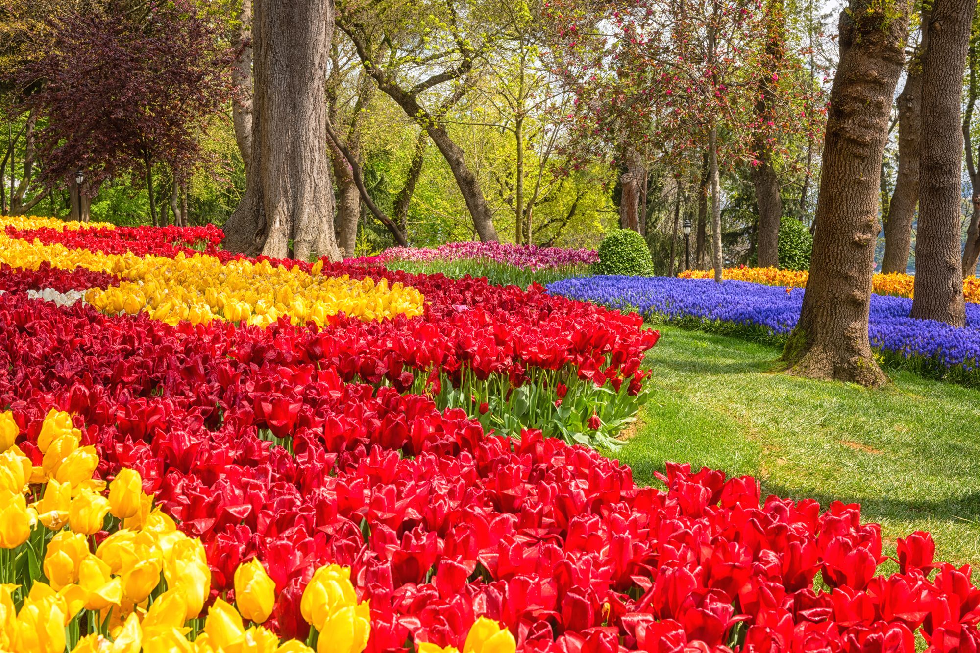 Il Parco Emirgan è uno dei posti da non perdere durante il festival dei tulipani ©Uhryn Larysa / Shutterstock