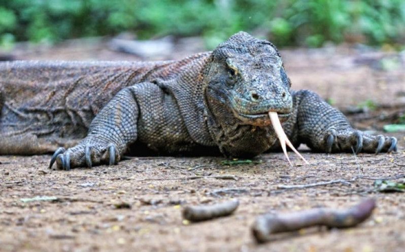 Draghi di Komodo sono tra le attrazioni più caratteristichi della fauna selvatica di Flores. Foto di TeeJee/Moment/Getty Images