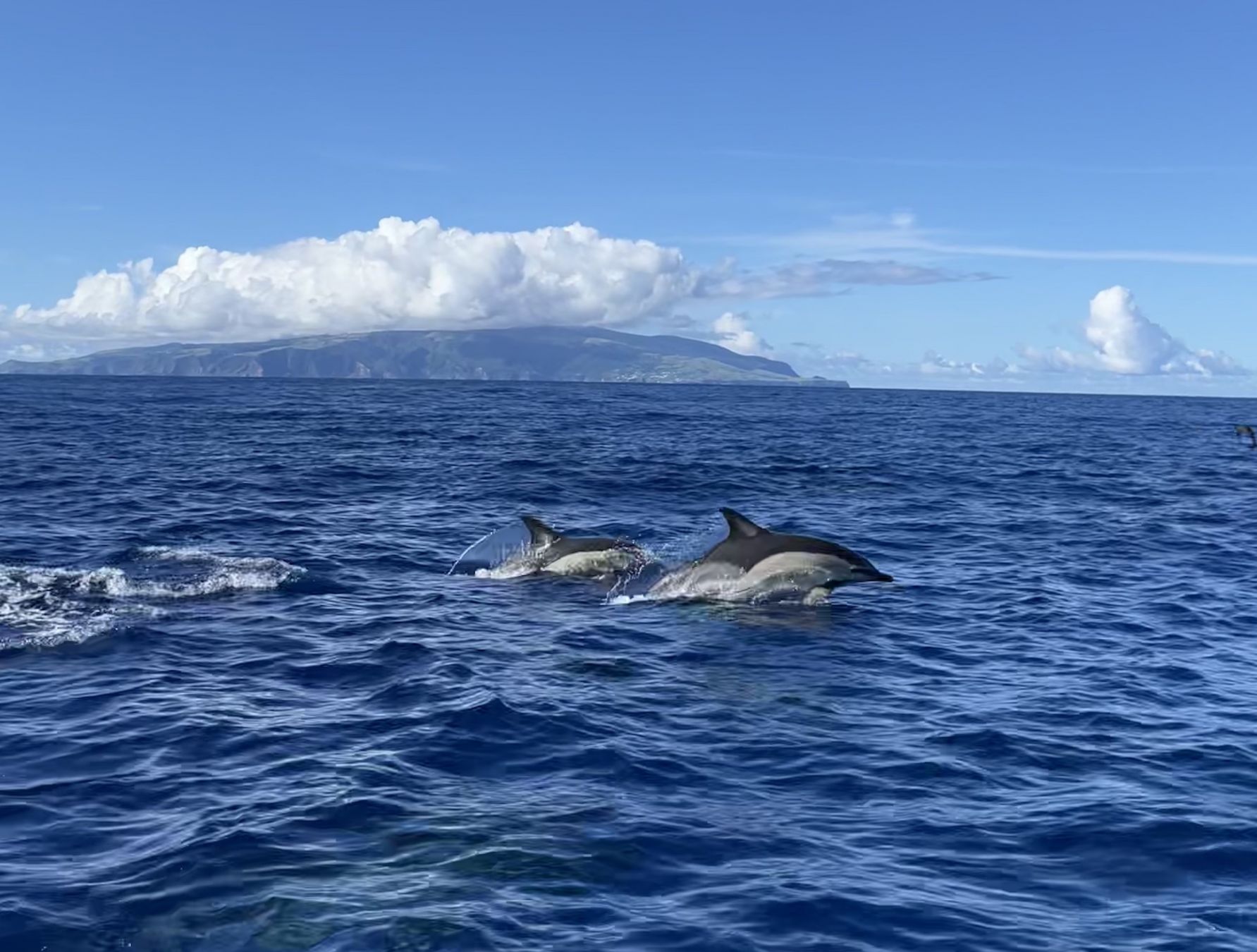 Un gruppo di delfini accompagna le imbarcazioni che fanno la spola tra Flores, sullo sfondo, e Corvo © Chiara Beretta