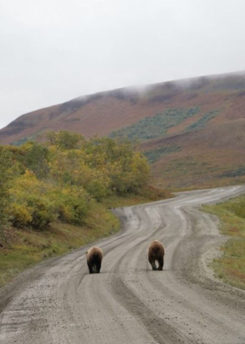 Due orsi passeggiano indisturbati nel Denali Park, Alaska.
