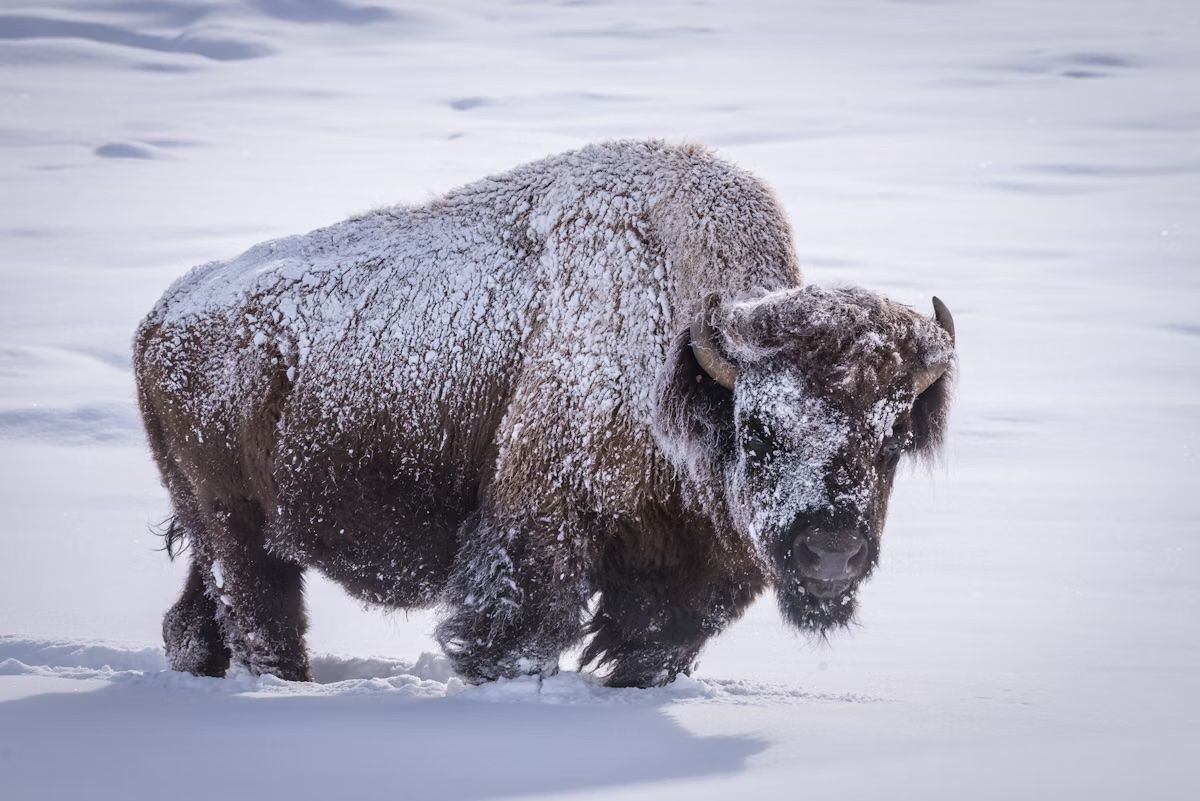 Un bisonte coperto di neve nel Parco nazionale di Yellowstone. Kimberly Shavender/Shutterstock