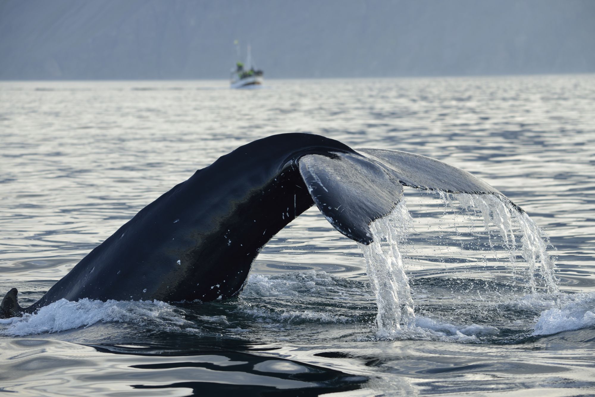 Aprile e maggio sono un periodo tranquillo per l’osservazione delle balene © iStockphoto / Getty Images
