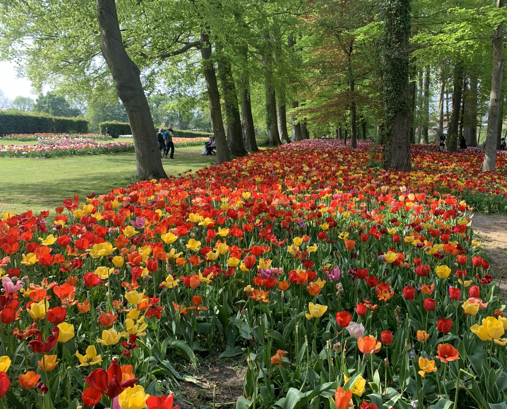 tulipani