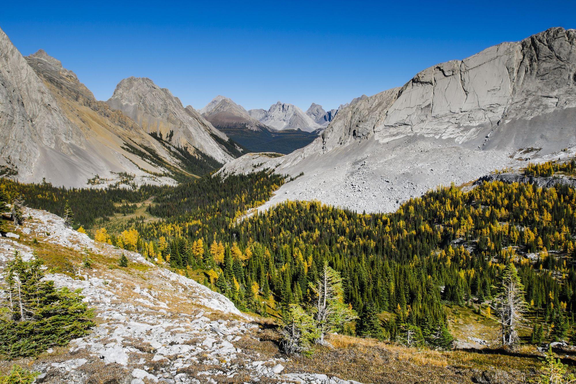 Larch Valley ©BGSmith / Shutterstock