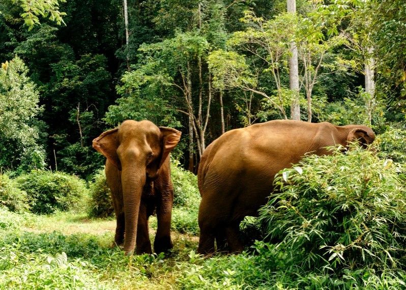 Elefanti nella giungla di Mondulkiri, nell'Elephant Valley Project
©SNUduwela/Shutterstock