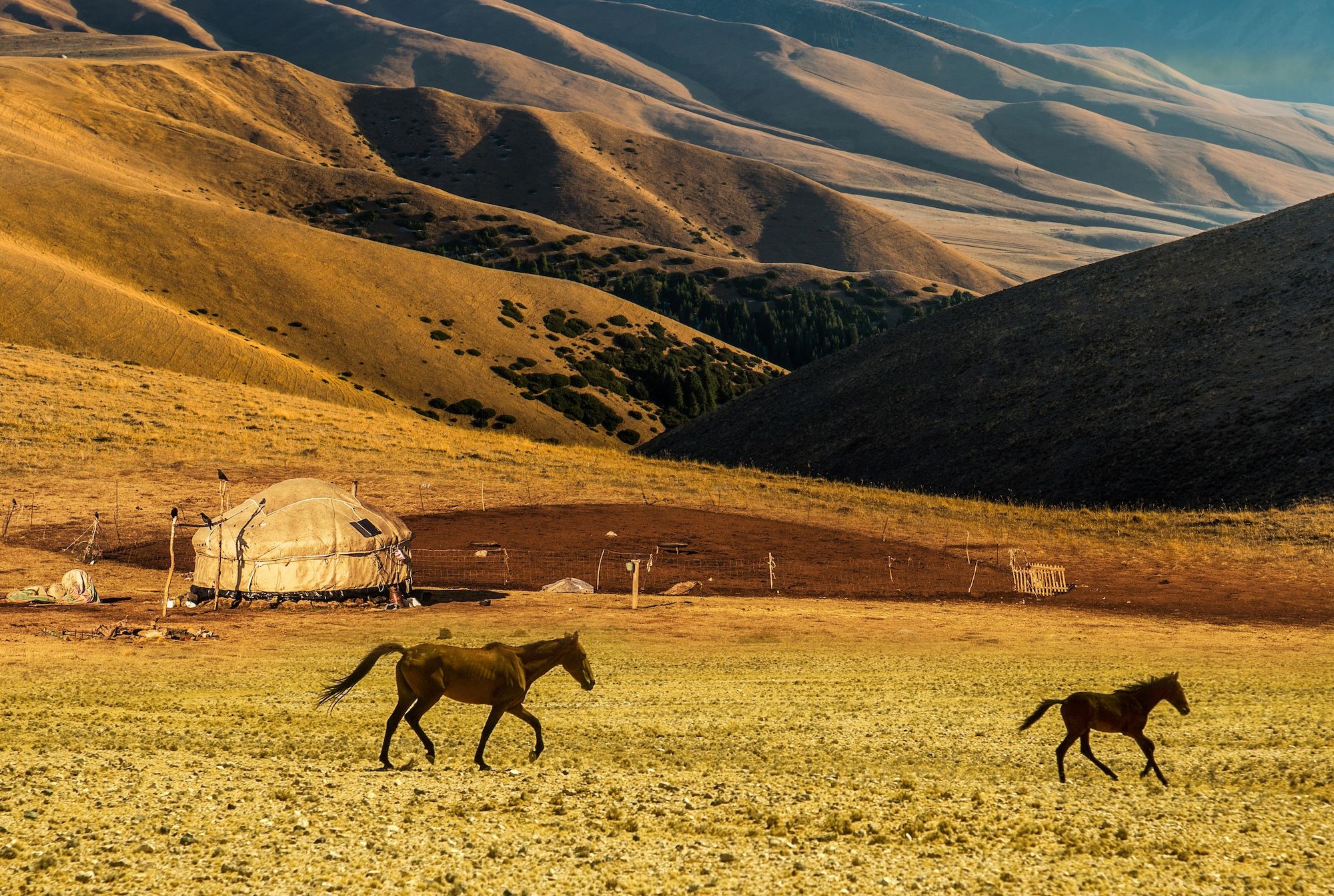 Cavalli liberi davanti alle alture del in Kirghizistan ©Tien Shan/Shutterstock