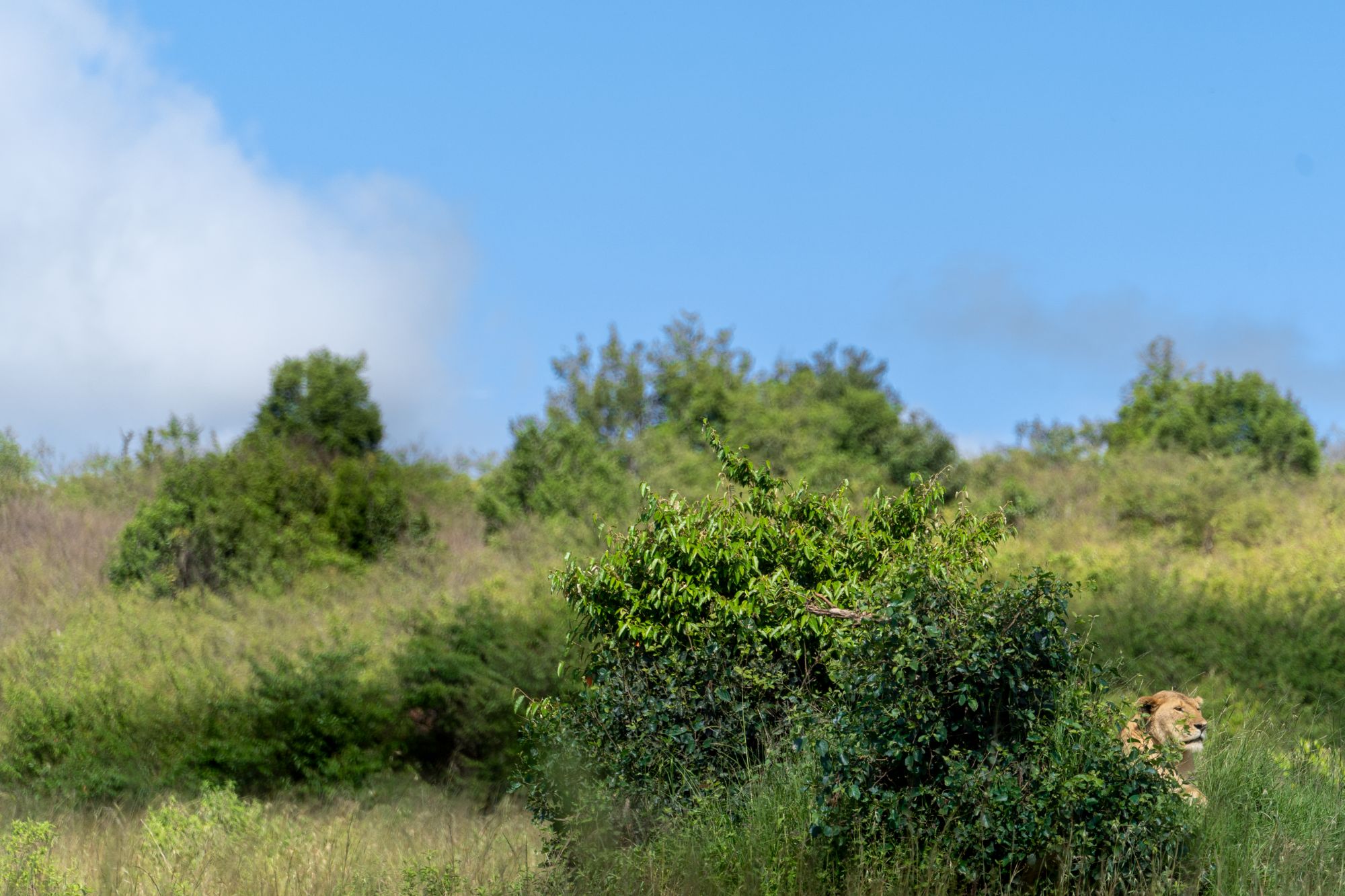 Leonessa nel Masai Mara