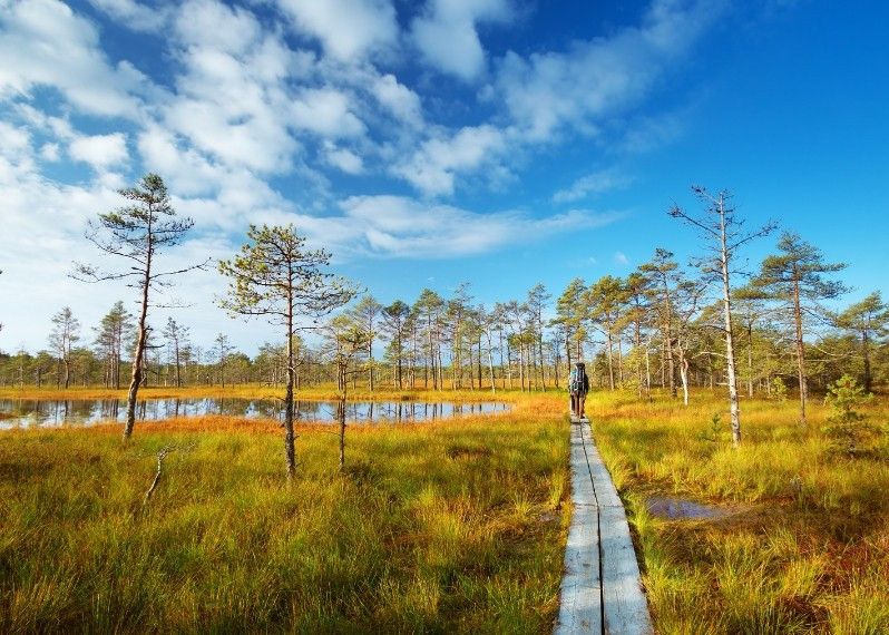 Escursioni nelle paludi in Estonia.
©Anna Grigorjeva/Shutterstock