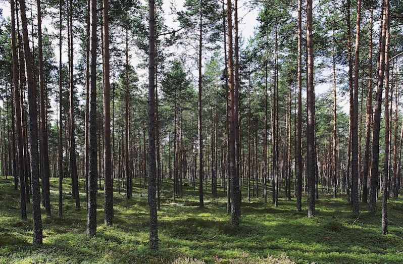 Estonia, Lahemaa National Park, Estonia. (Foto di DeAgostini/Getty Images)