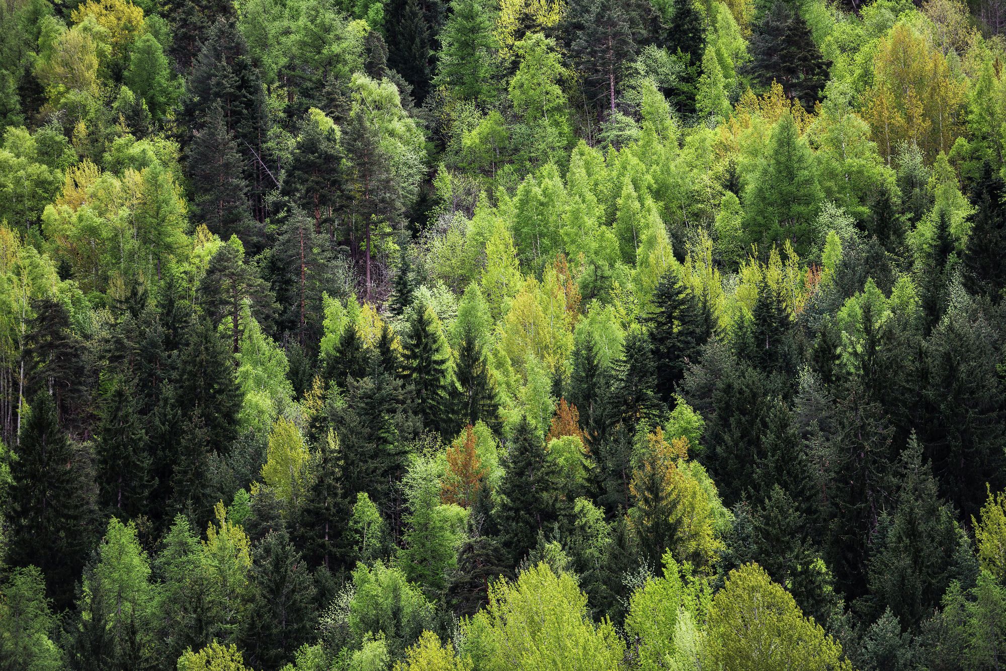 In Italia ci sono oltre 4288 alberi monomentali ©Fabio Cappa/500px