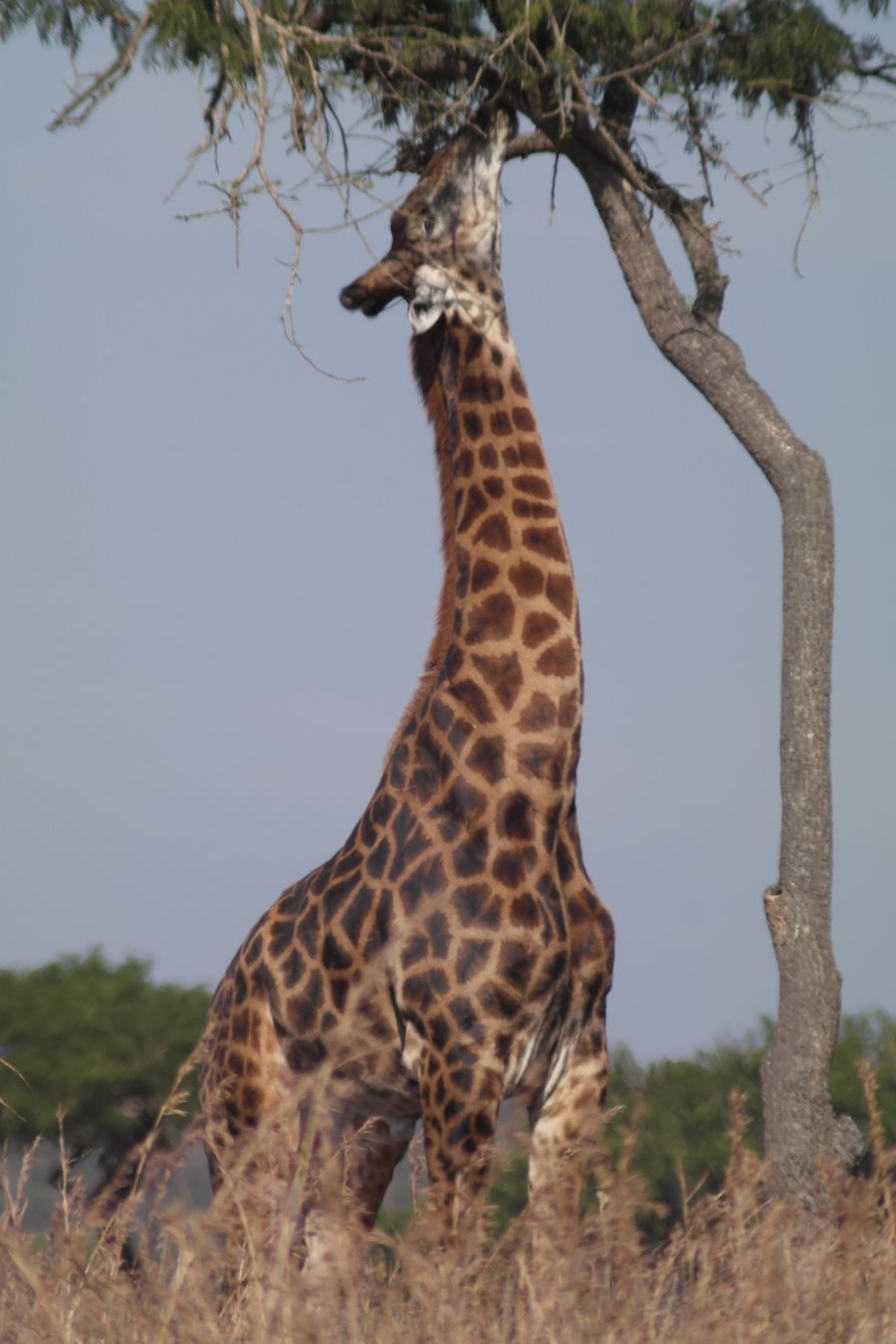 Una giraffa nella Weenen Game Reserve ©Cre4tLvePh0to’s / Shutterstock