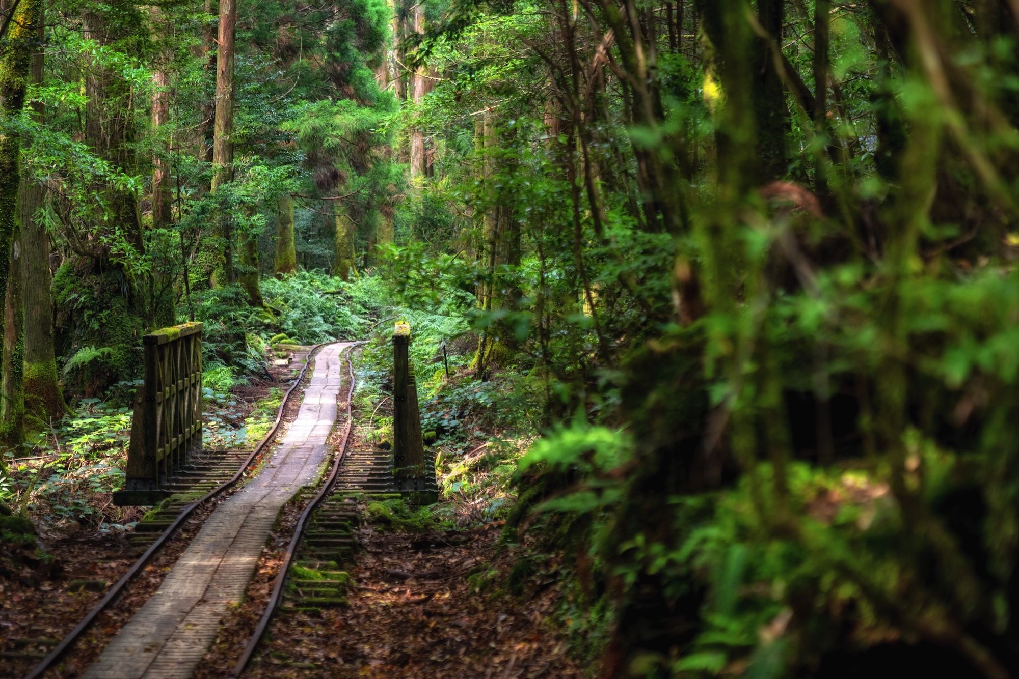 La foresta millenaria di Yakushima © BluePacificMedia / Shutterstock