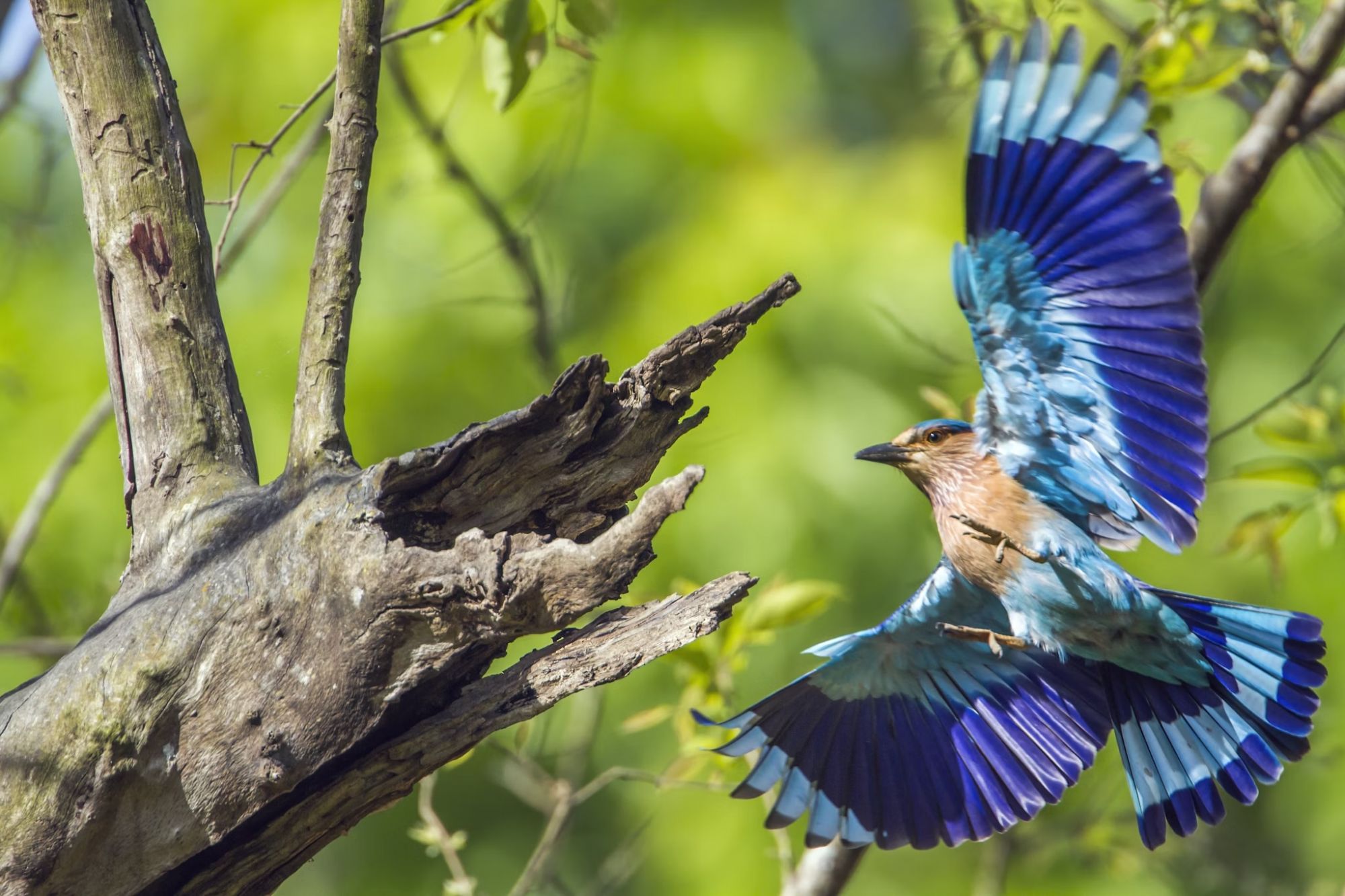 Ammirate il roller indiano nei parchi nazionali del Terai, un paradiso per gli amanti del birdwatching © Utopia_88 / Getty Images