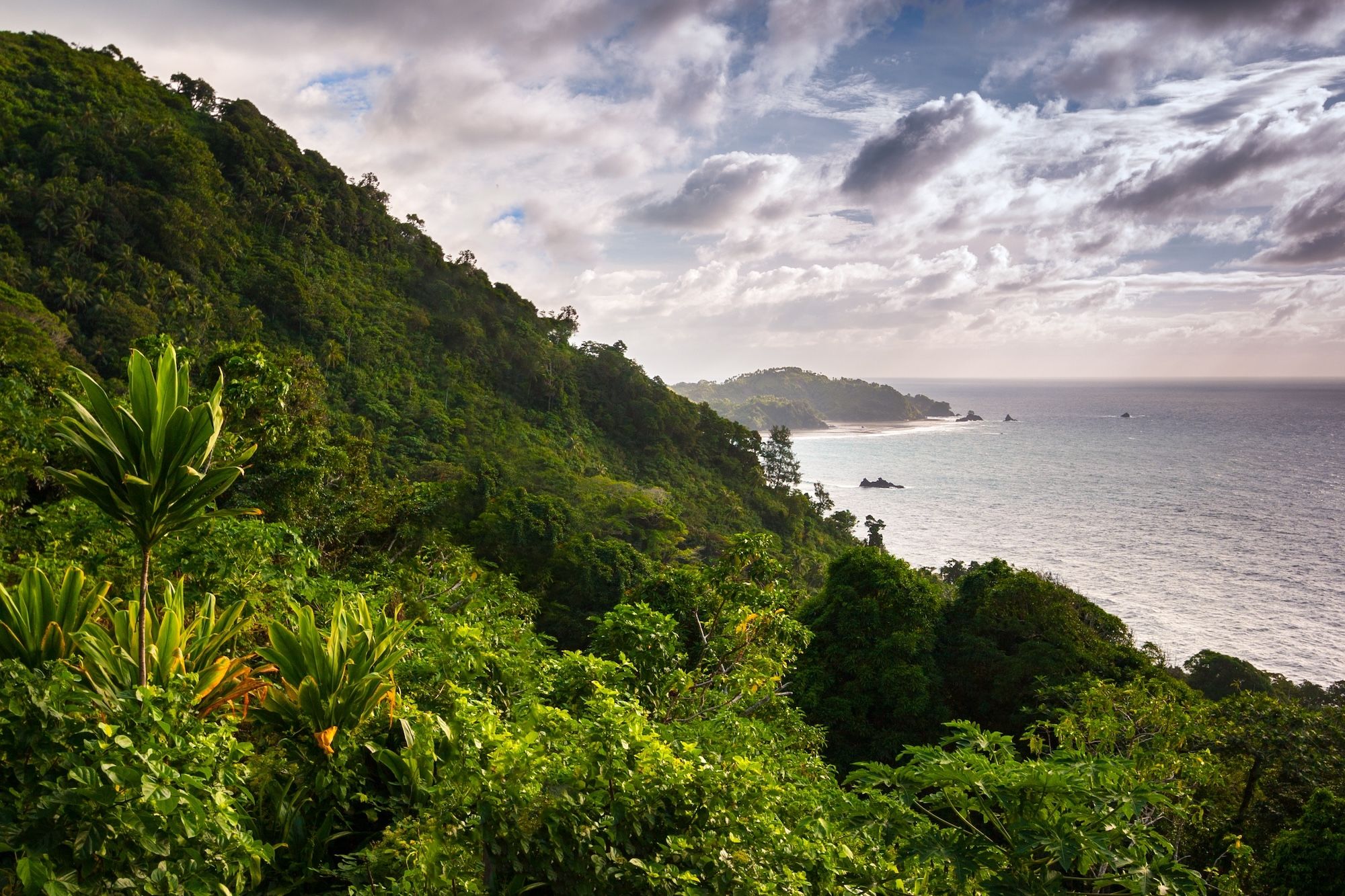 La giungla sull’Isola di Pentecost a Vanuatu ©Pvince73 / Shutterstock