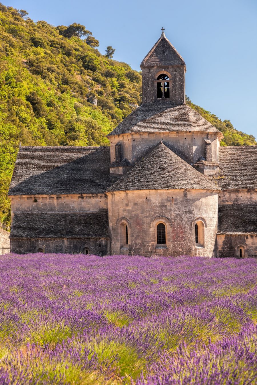 I campi di lavanda di Vaucluse ©Tomas Marek/Shutterstock
