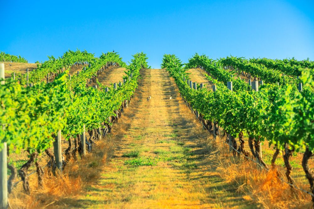 Vigneti della Margaret River. Credits Benny Marty / Shutterstock