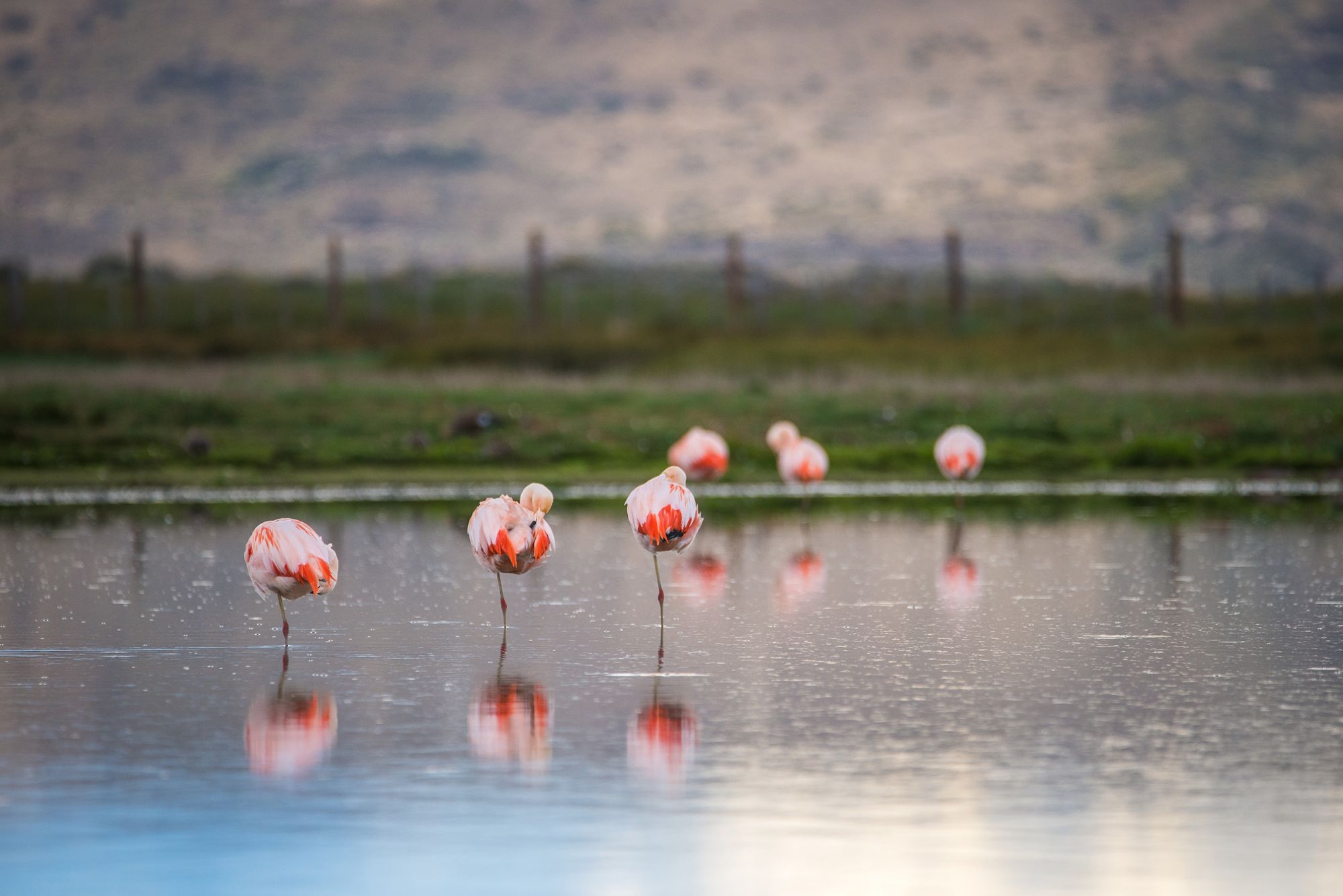 I fenicotteri rosa si godono la camargue anche d’autunno, Francia ©AnnaHappy/Shutterstock