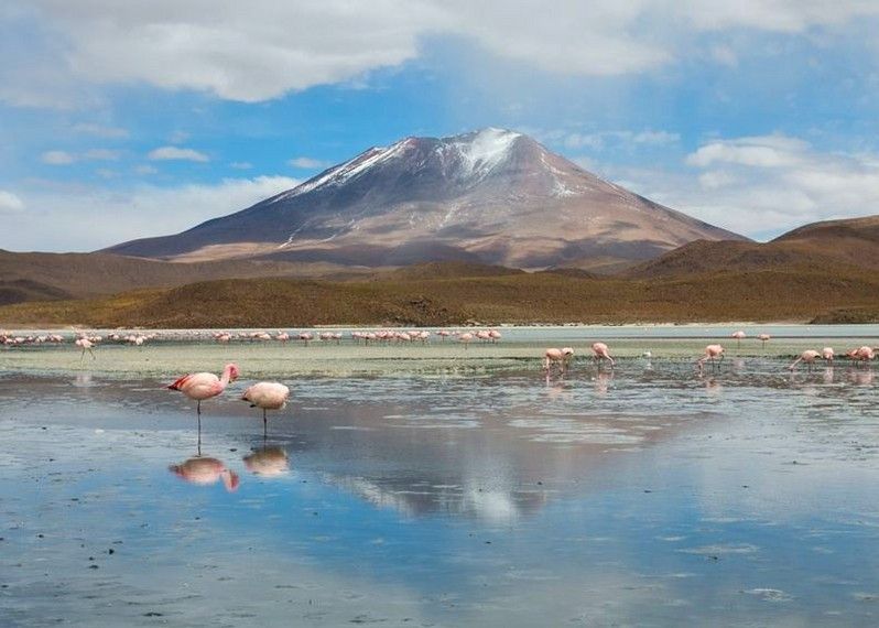 Dove vedere i fenicotteri in Bolivia