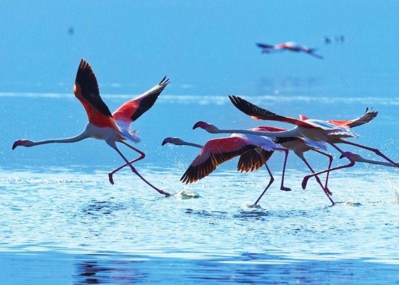 Fenicotteri sul lago Bogoria, in Kenya
©Ivan Mateev/Shutterstock