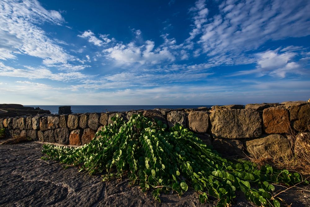 Ustica, pianta di capperi e colori dell’entroterra. Credits Francesca Pagliai / Shutterstock