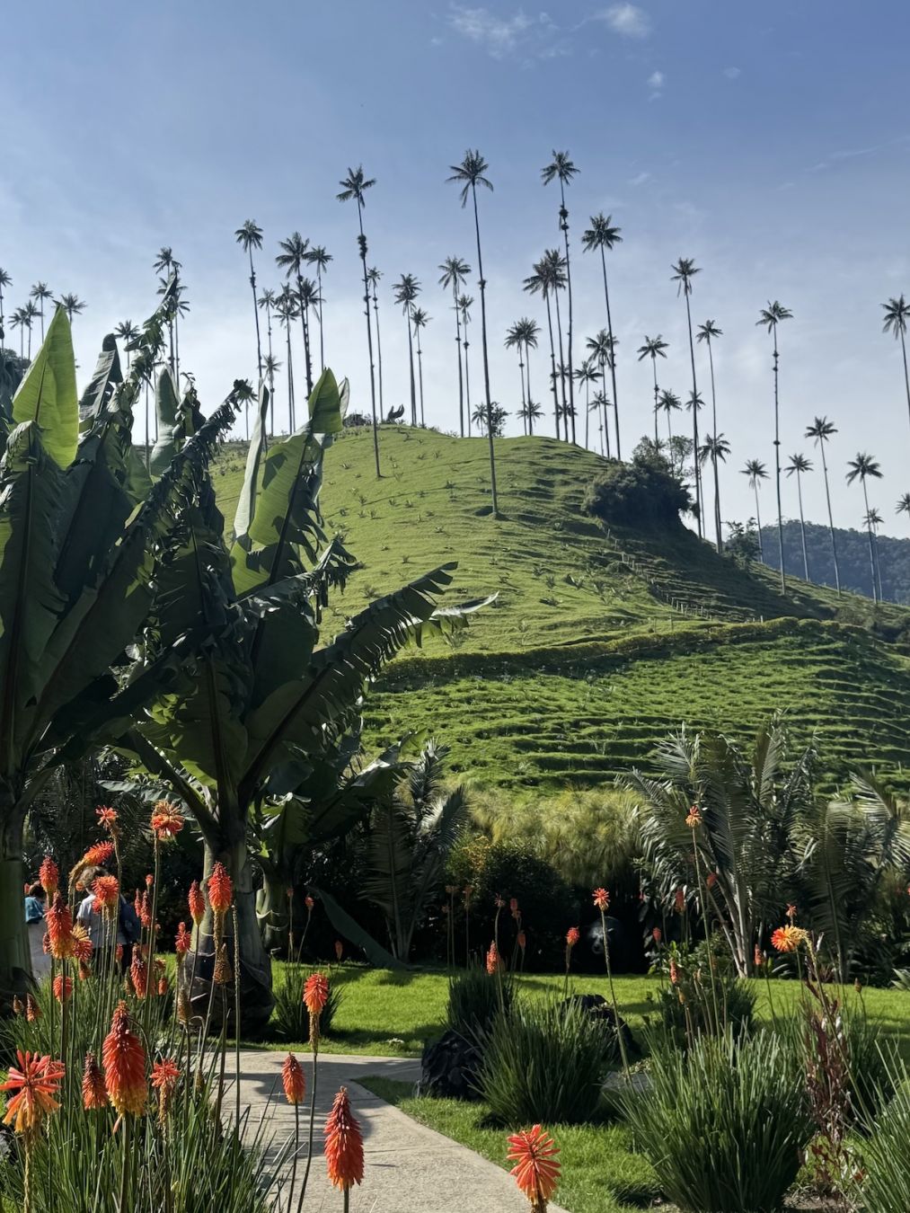 Il verde e le palme altissime e sottili della Valle del Cocora; © Eleonora Bianco