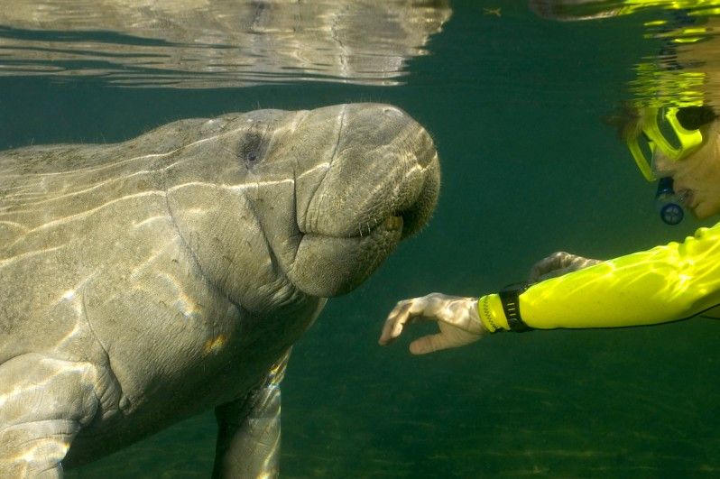 Florida, a tu per tu con i lamantini
