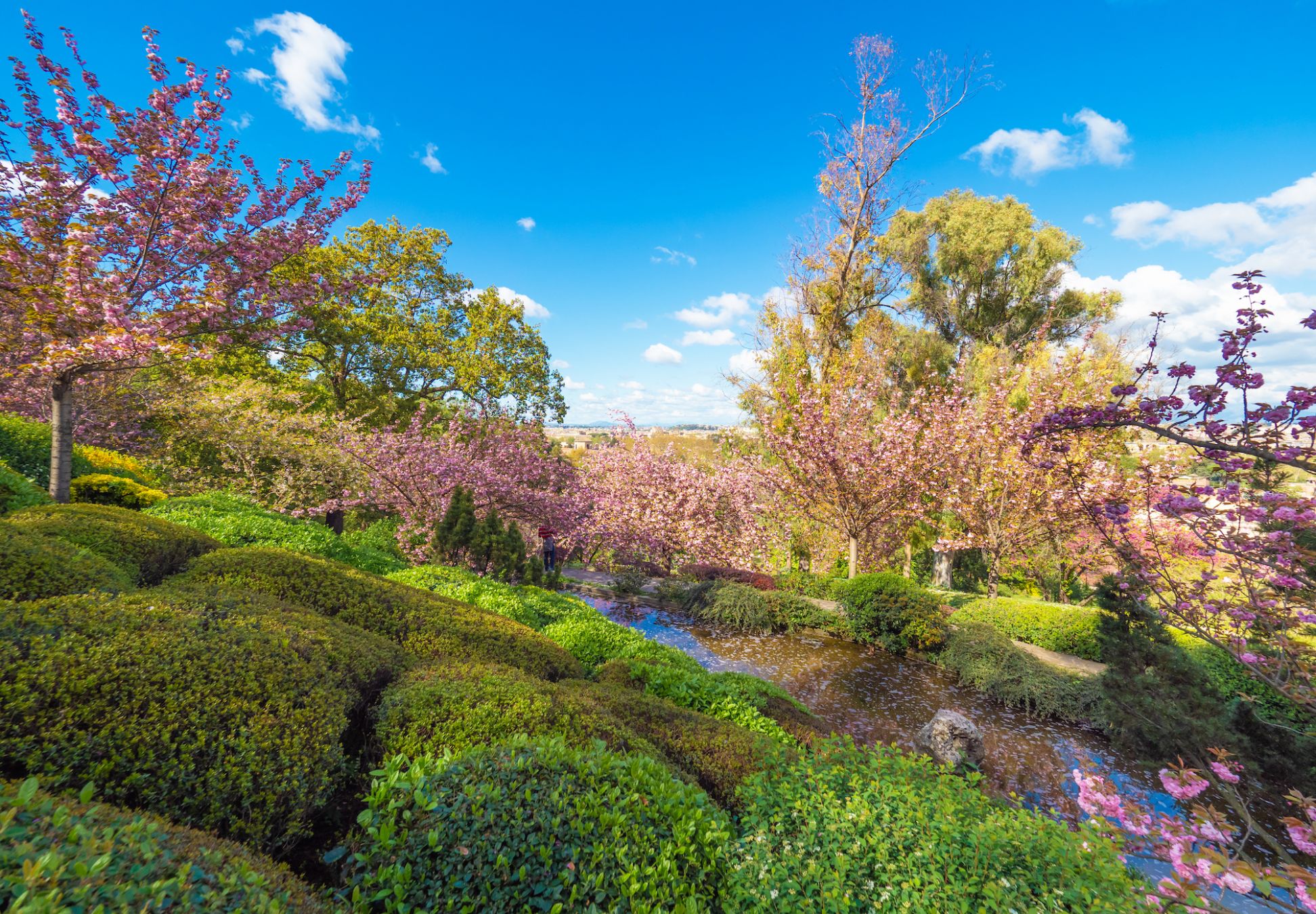 Tra i ciliegi del Giardino Giapponese dell’Orto Botanico di Roma © ValerioMei
