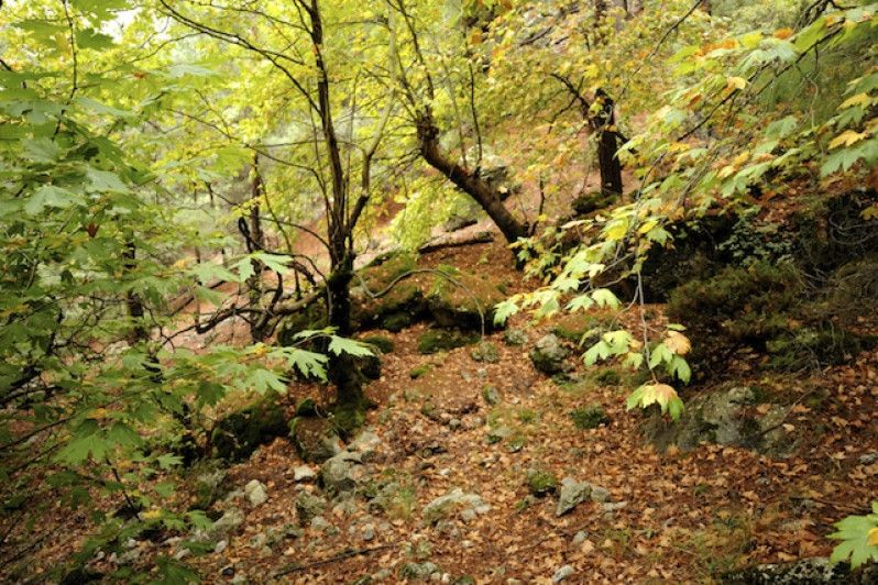 Forest of Dean: questo bosco del Gloucestershire era territorio di caccia della corona inglese.