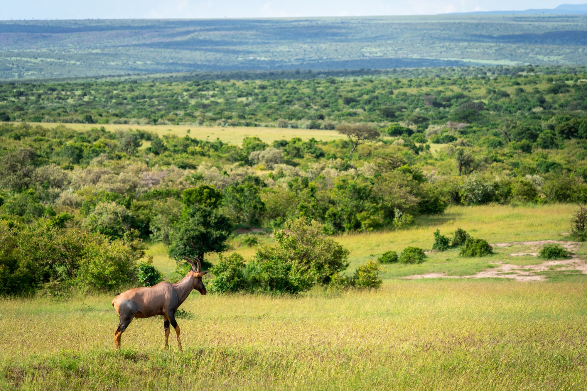 Antilope africana nel Masai Mara