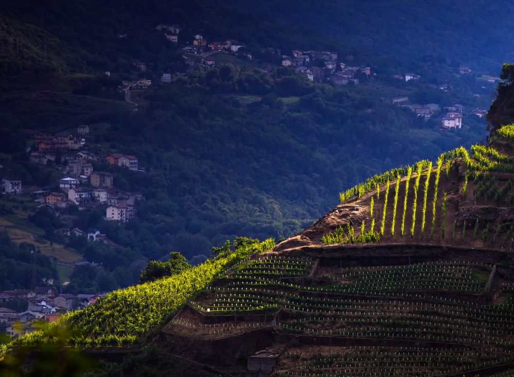 Viti in Valtellina. Credits Franco Bix / Shutterstock