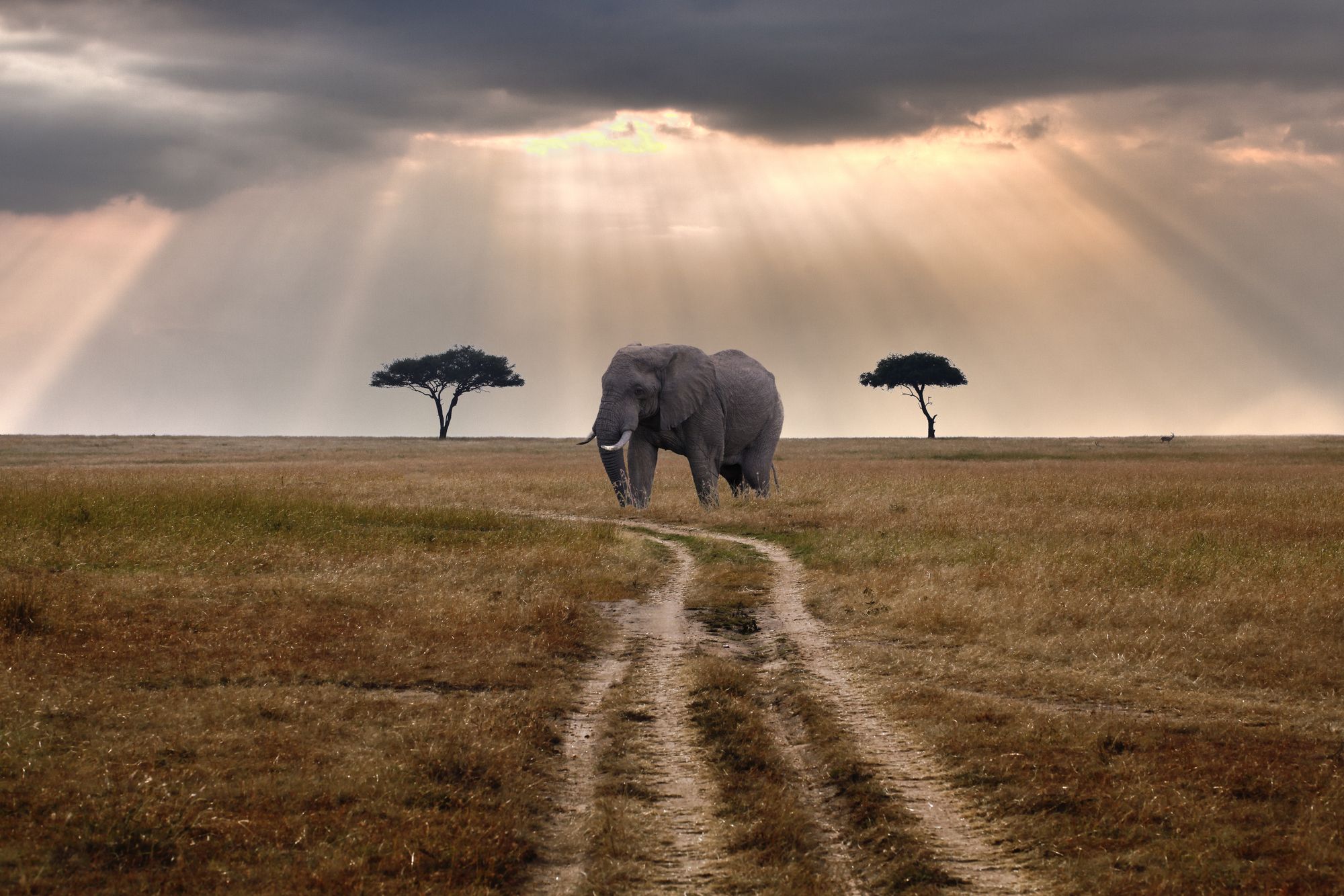 La bellezza unica e spettacolare della Riserva Nazionale Masai Mara, Kenya ©James Forsyth/Getty Images
