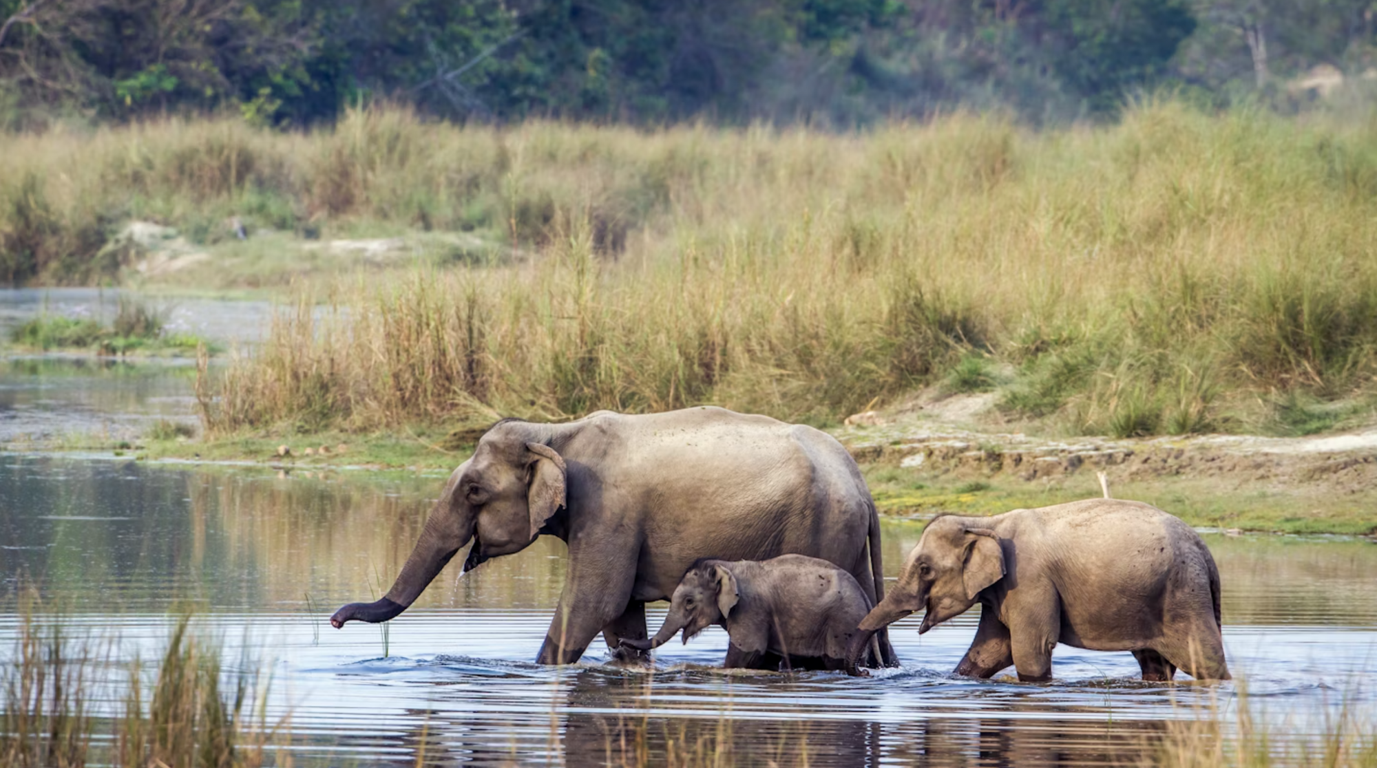 I parchi nazionali del Terai, ricchi di biodiversità, ospitano incredibili specie di animali, tra cui l’elefante asiatico © Utopia_88 / Getty Images