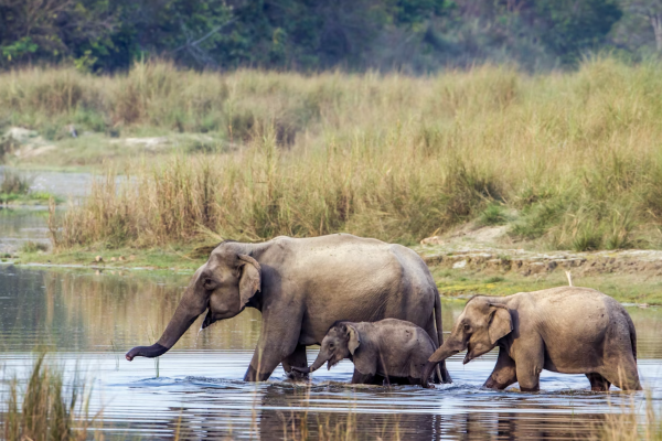 Una guida per il primo viaggio nel Terai