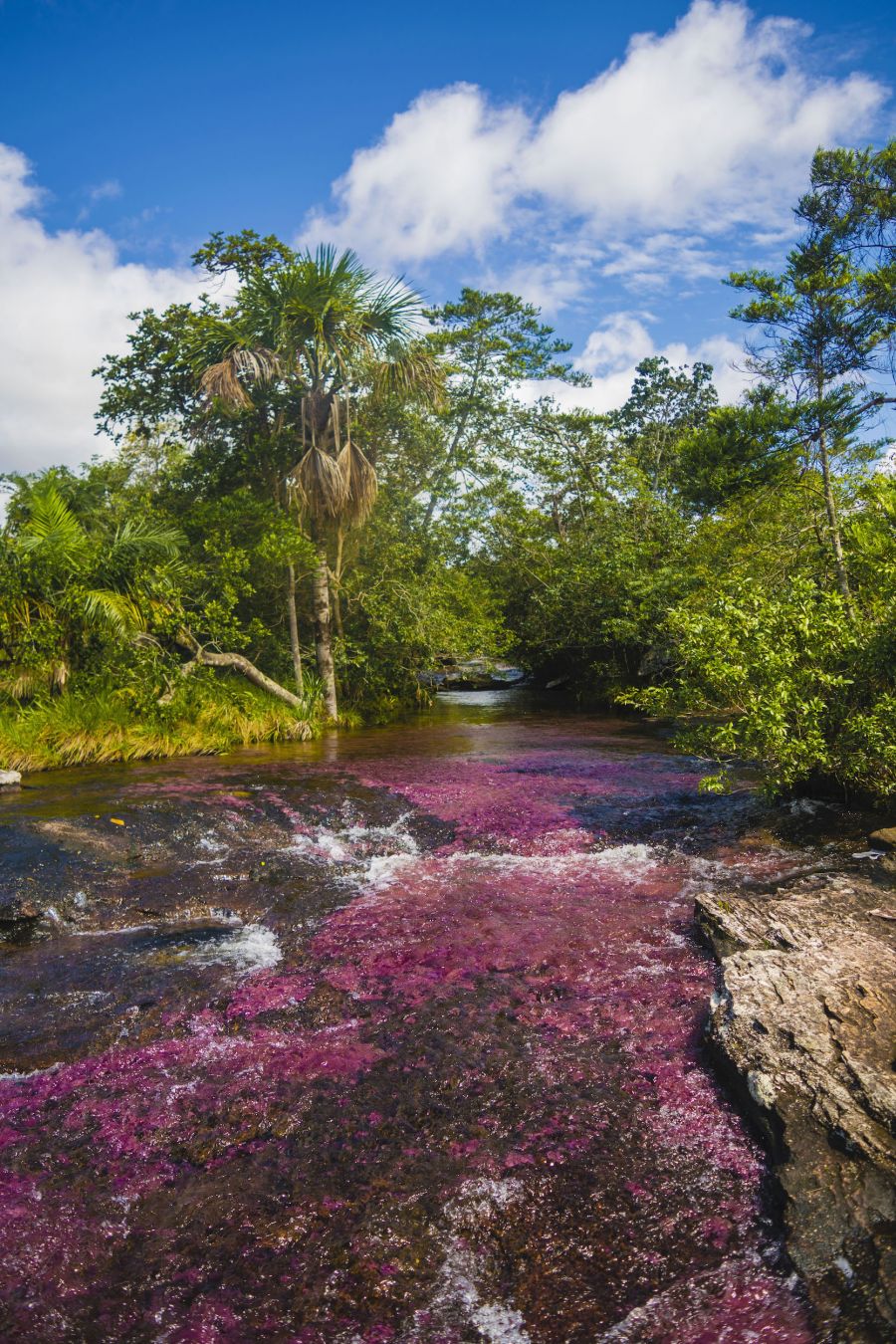 Gli insoliti colori del fiume sono dovuti a un’alga che cresce qui ogni anno ©Jose carlos Zapata flores/Getty Images