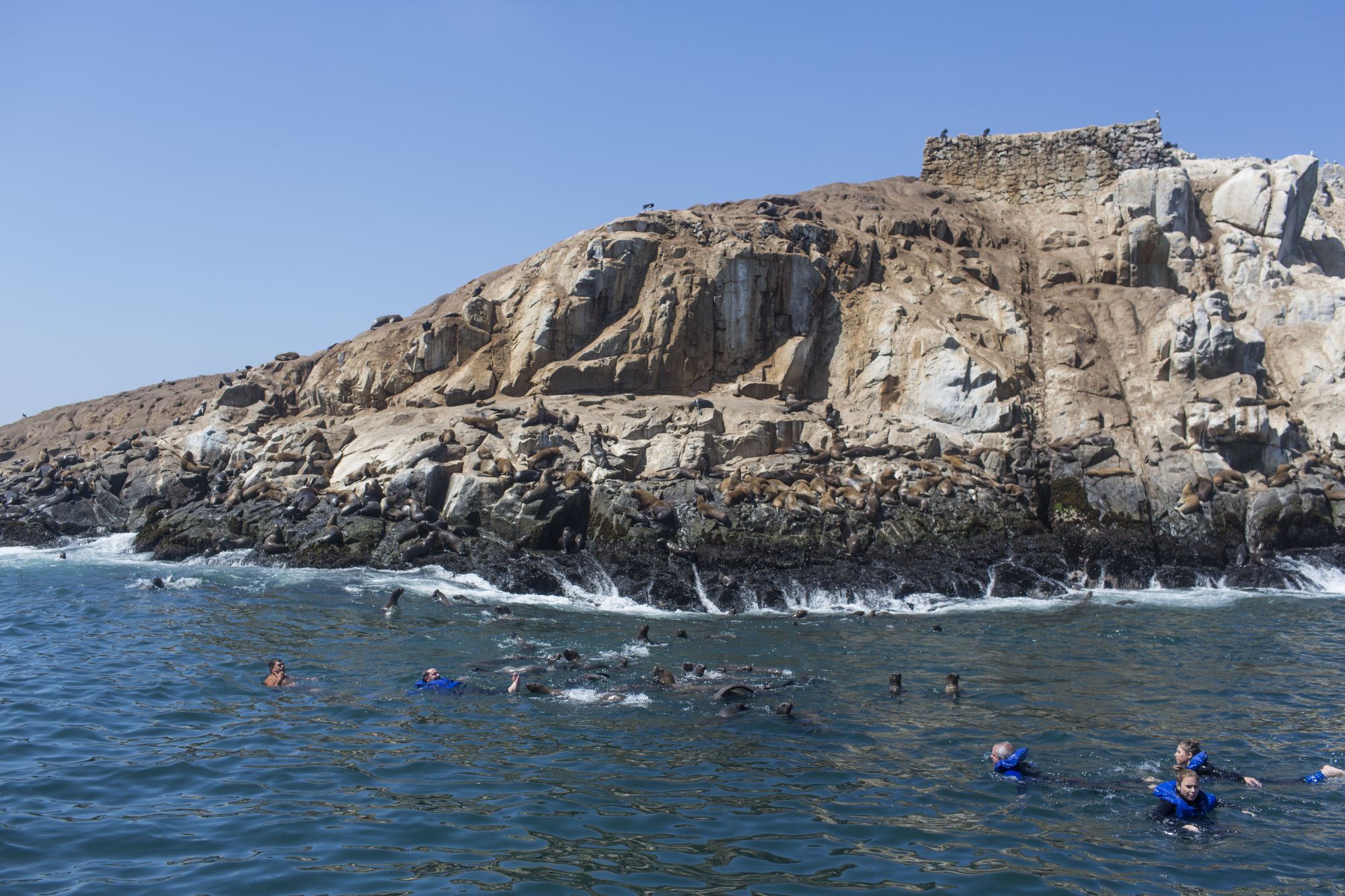 Persone in acqua con i leoni marini al largo delle isole Palomino