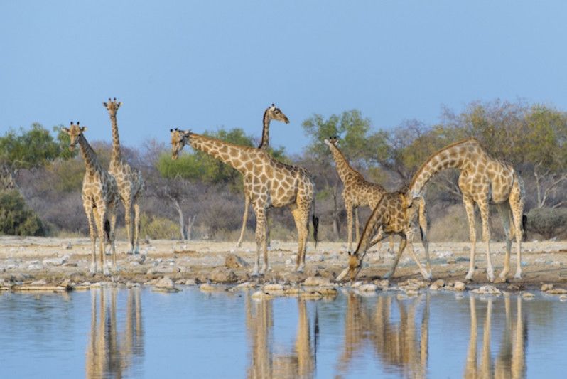 Giraffe in Namibia. Foto di Valentin Wolf/Getty Images