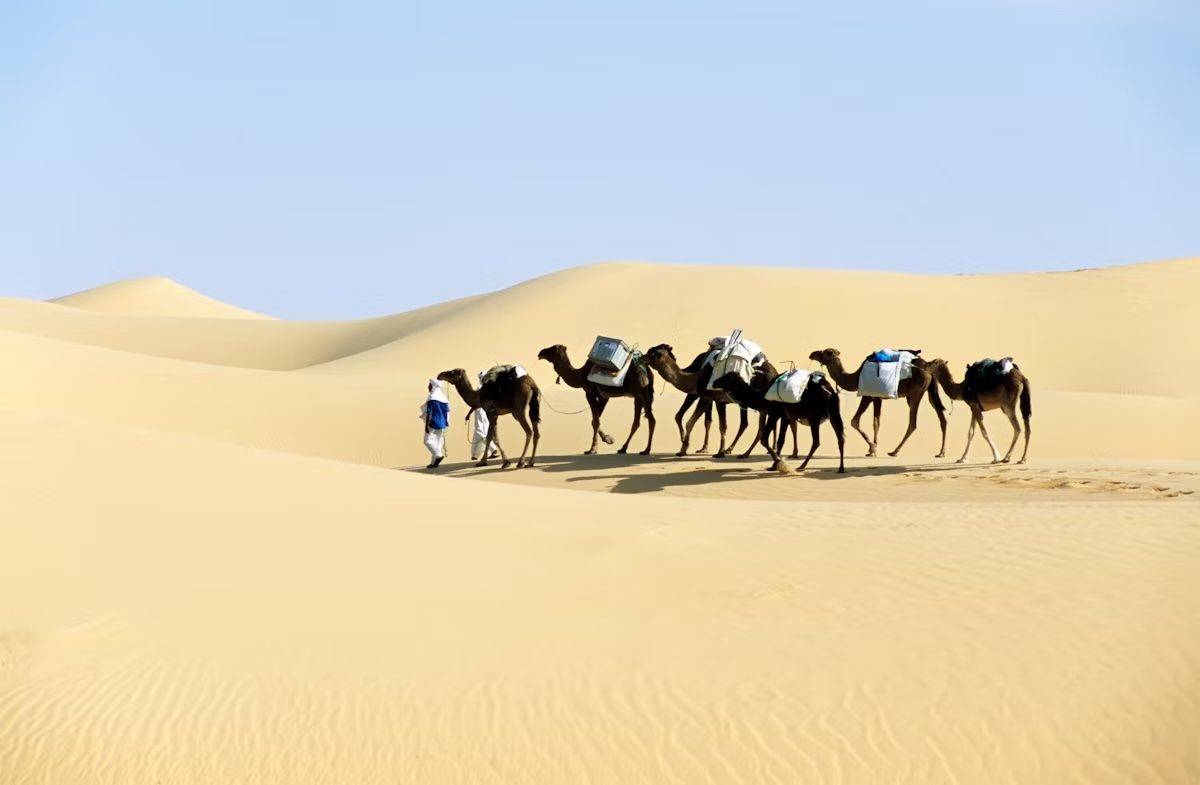 Trekking in cammello nel deserto del Sahara in Algeria. Vibe Images/Shutterstock