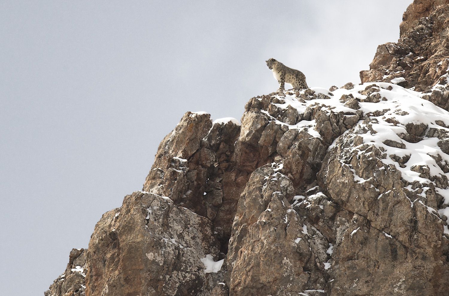 La pantera delle nevi © Vincent Munier