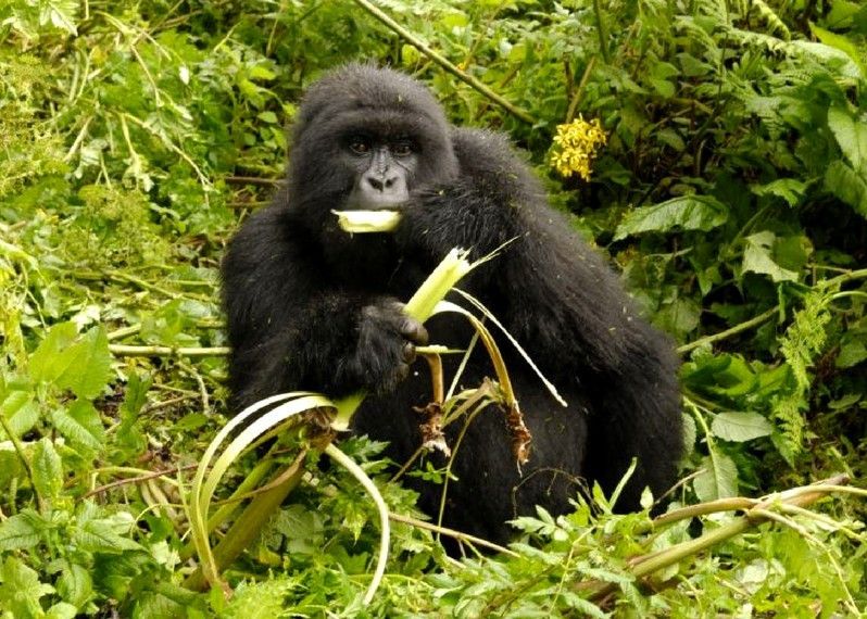 Gorilla di montagna, Ruanda. ©Clive Turnbull/Lonely Planet