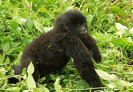Gorillino di montagna, Ruanda © Fotografia di Mauro Pasqualotto