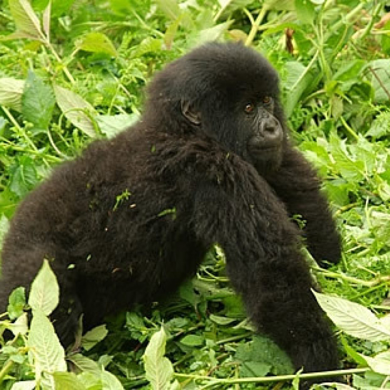 Gorillino di montagna, Ruanda © Fotografia di Mauro Pasqualotto