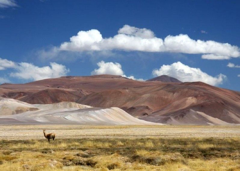 Guanaco nel deserto di Atacama, Cile ©Maurice Schutgens/Lonely Planet
